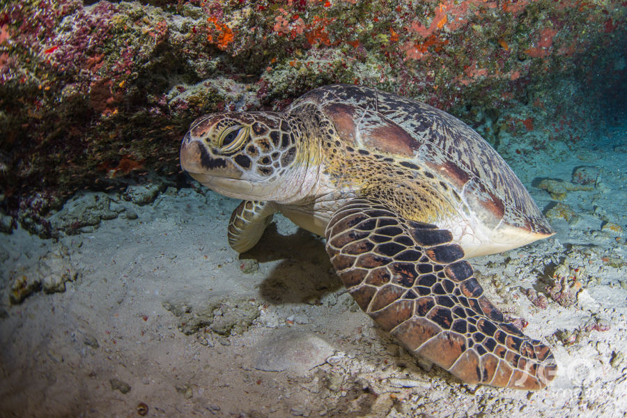 This picture shows a turtle. The picture is featured by your Gili Meno dive center Divine Divers. Diving Gili Islands for beginners and experts. Fun Diving and courses and introduction dives. Accommodation and healthy restaurant on Gili Meno.