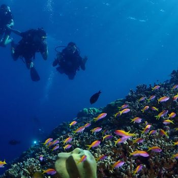 This picture shows three divers and a beautiful reef. The picture is featured by your Gili Meno dive center Divine Divers. Diving Gili Islands for beginners and experts. Fun Diving and courses and introduction dives. Accommodation and healthy restaurant on Gili Meno.