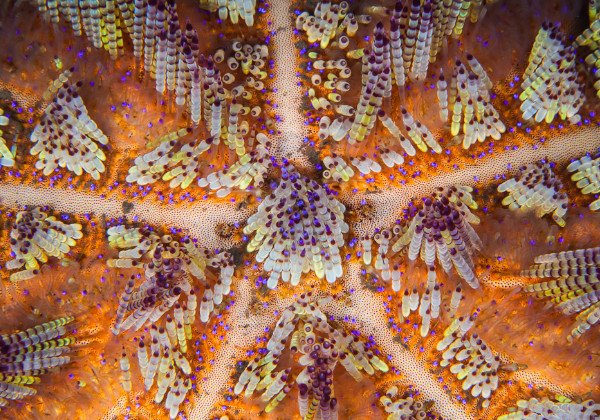This picture shows a seastar with beautiful corals. The picture is featured by your Gili Meno dive center Divine Divers. Diving Gili Islands for beginners and experts. Fun Diving and courses and introduction dives. Accommodation and healthy restaurant on Gili Meno.