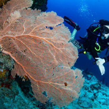 Fun Diving Gili Islands. The picture shows a diver on Gili Meno who is diving with Divine Divers. The diver is looking at a fan coral.
