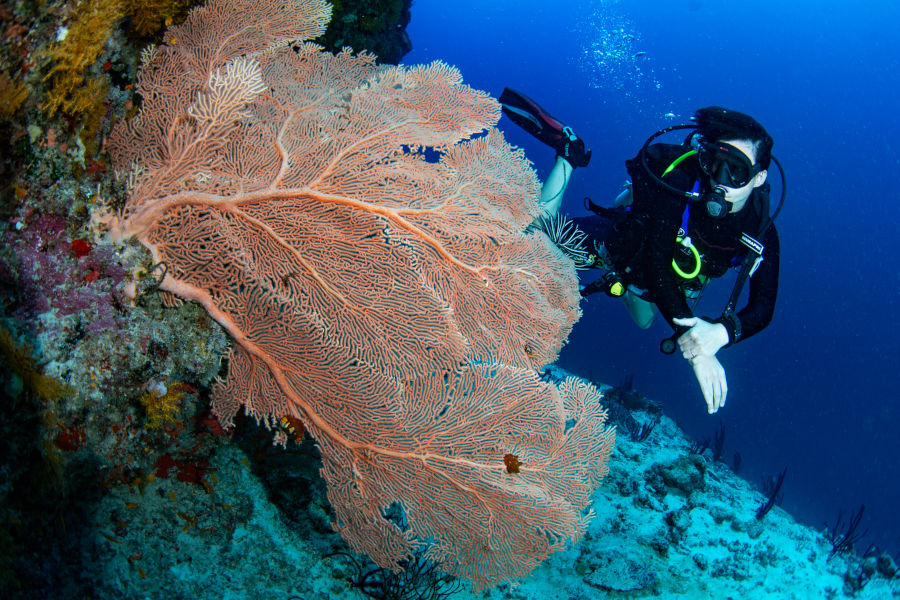 Fun Diving Gili Islands. The picture shows a diver on Gili Meno who is diving with Divine Divers. The diver is looking at a fan coral.