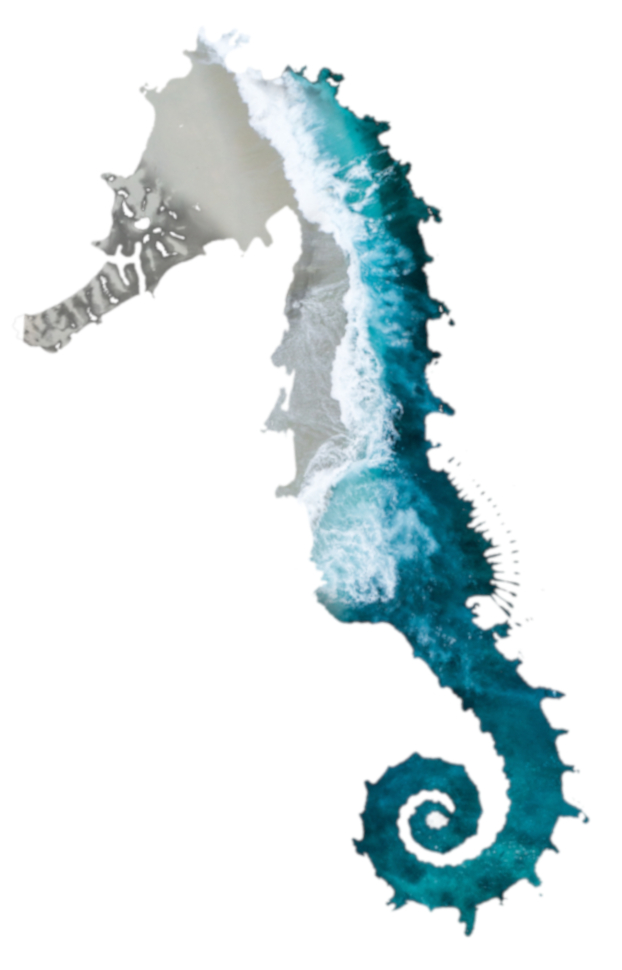 This picture shows a seahorse with double exposure effect. The picture is featured by your Gili Meno dive center Divine Divers. Diving Gili Islands for beginners and experts. Fun Diving and courses and introduction dives. Accommodation and healthy restaurant on Gili Meno.
