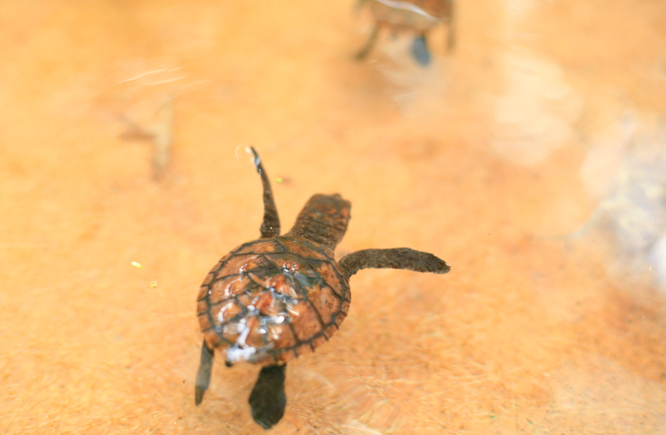This picture shows a baby turtle. The picture is featured by your Gili Meno dive center Divine Divers. Diving Gili Islands for beginners and experts. Fun Diving and courses and introduction dives. Accommodation and healthy restaurant on Gili Meno.