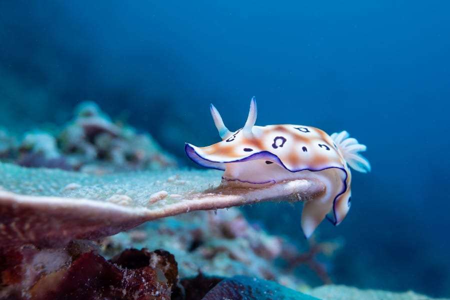 Gili Dive Sites - Wrecks & Walls - Divine Divers