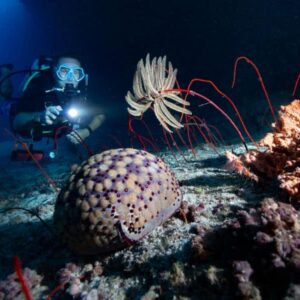 Night Dive Specialty