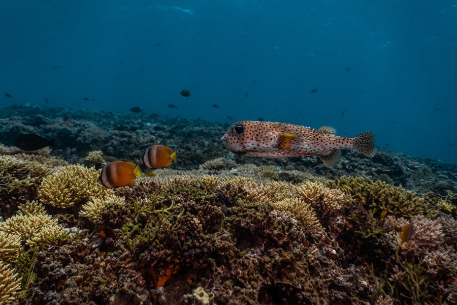 Gili Dive Sites - Wrecks & Walls - Divine Divers