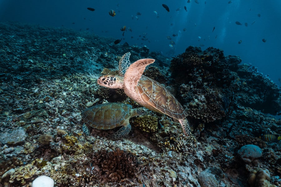 Gili Dive Sites - Wrecks & Walls - Divine Divers