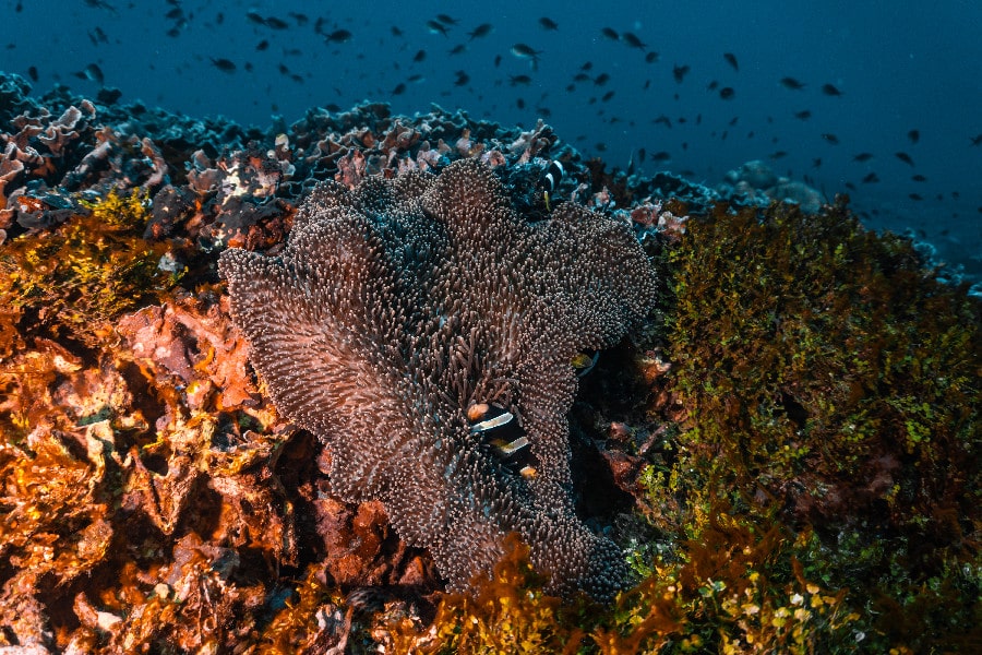 Gili Islands Dive Sites: The Complete Guide with Maps (2026)