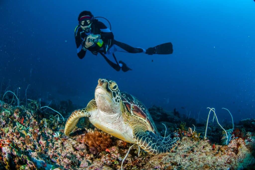 swim with turtles in gili islands