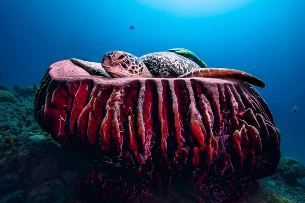 turtle point gili meno