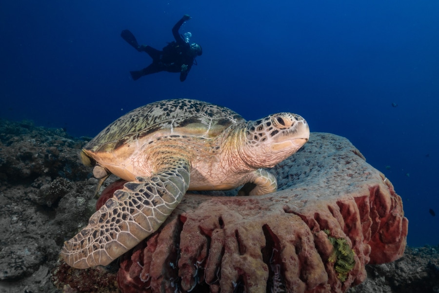 Gili Islands Dive Sites: The Complete Guide with Maps (2026)