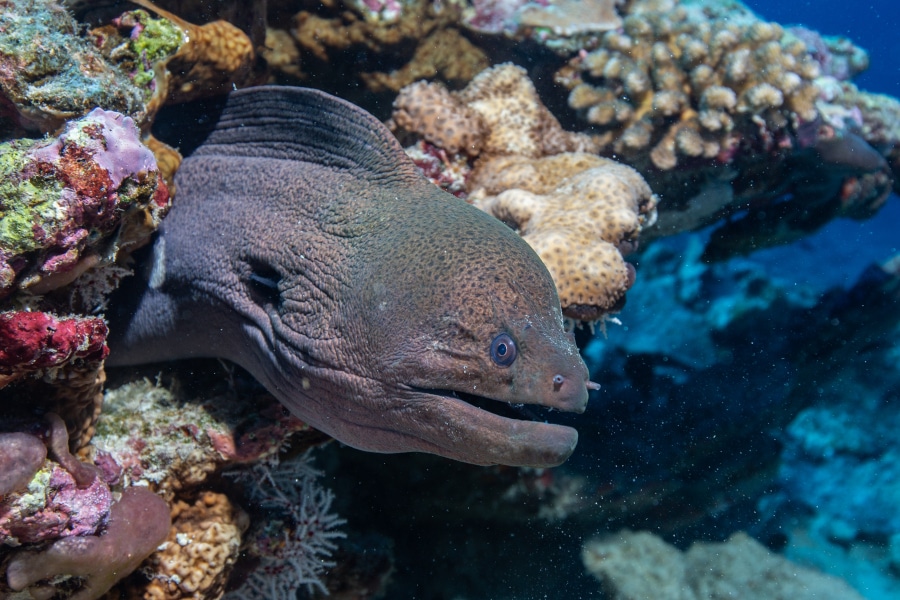 moray eel gili islands
