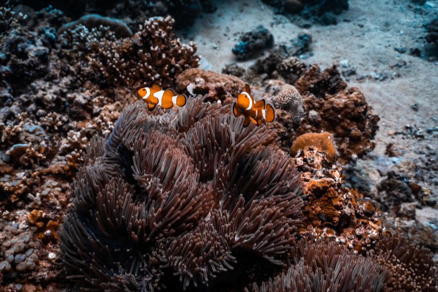Gili Islands Marine Life: Complete Guide to Underwater Wildlife