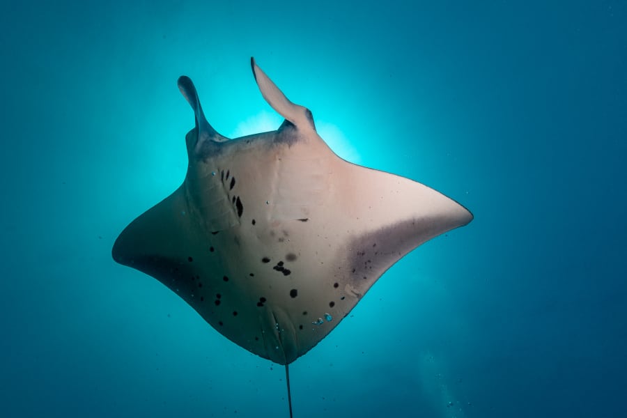 gili islads manta ray
